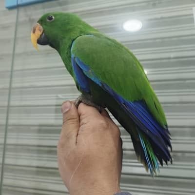 Electus Male For Sale