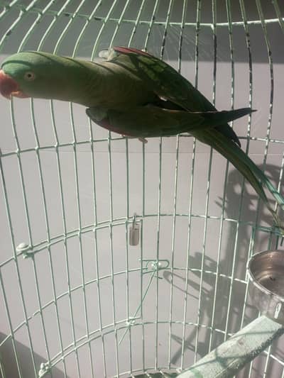 Rose-ringed Parakeet