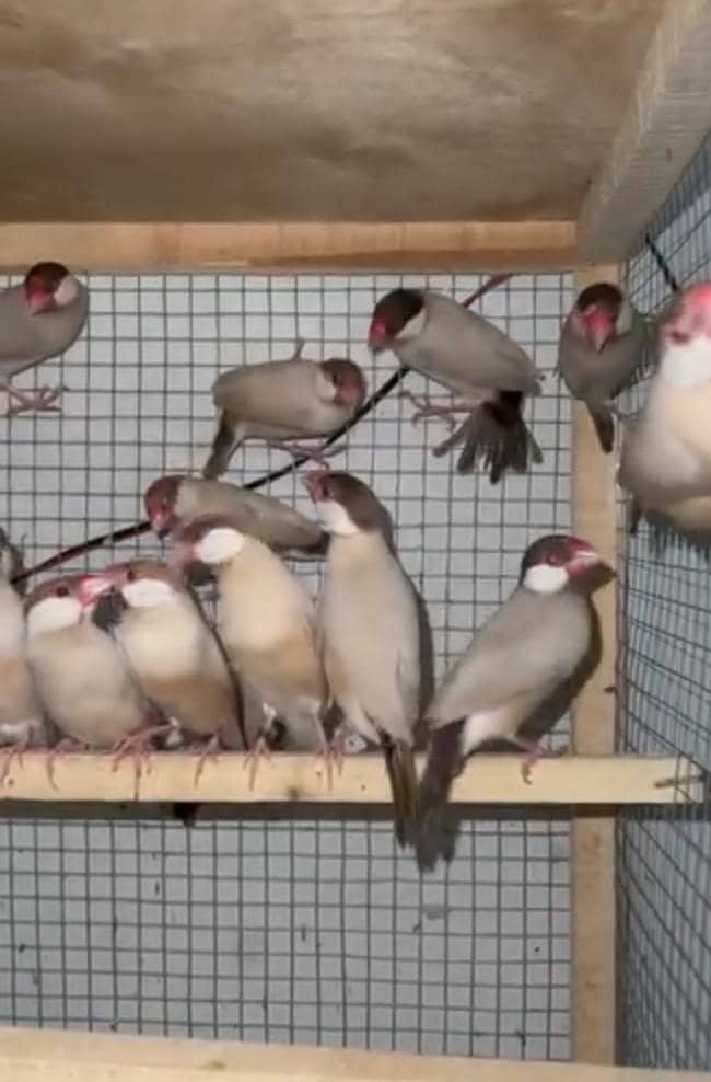 fawn java breeder & patha available 0