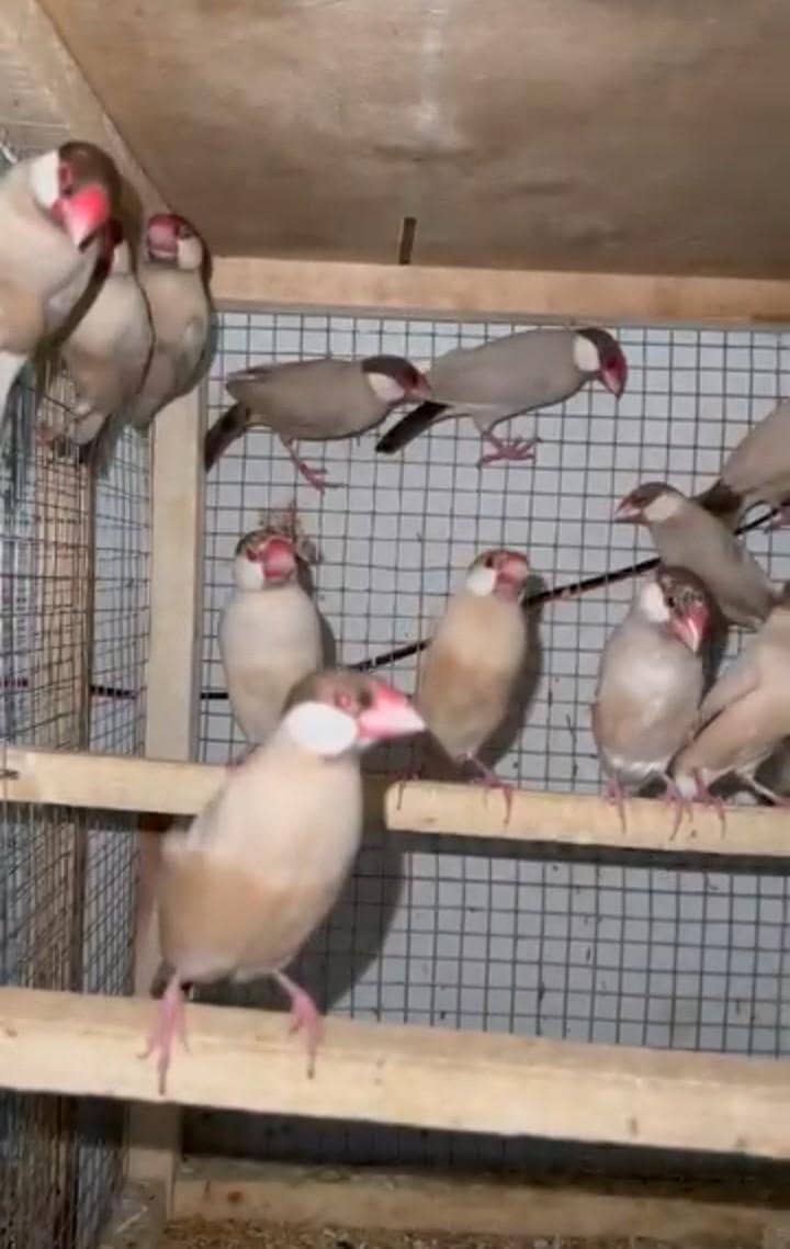 fawn java breeder & patha available 1