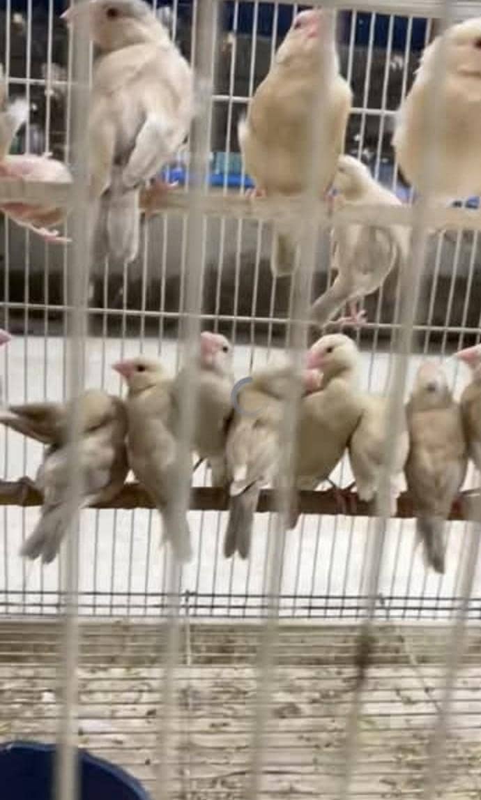 fawn java breeder & patha available 2