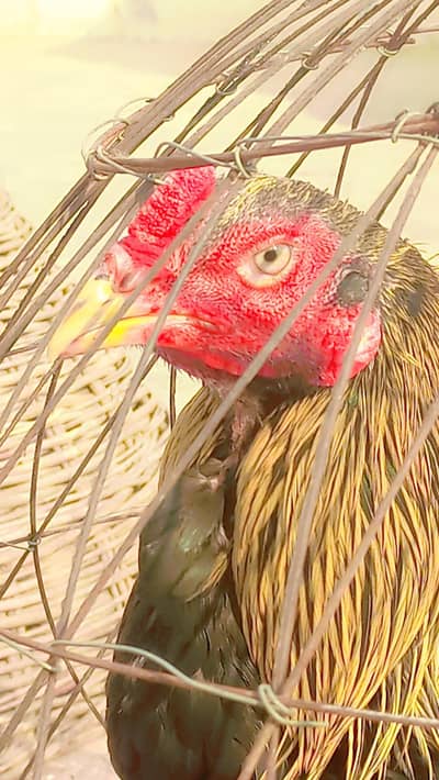 Aseel ,cheena aseel pathy