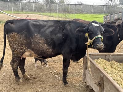 Australian freezian cow near to give birth a new baby