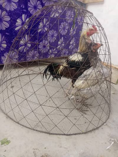 breader pair for sale