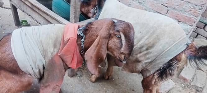 female nagri nasal se hai age 8 month