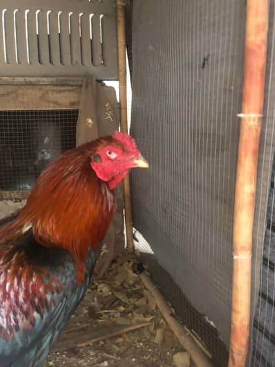 Aseel murga murgi patha pathi dasi murga for sale mashallah