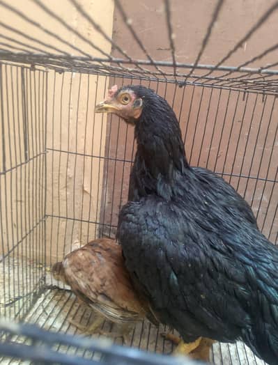 Aseal hen with  aseal baby