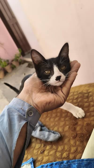 female cat ha jisko chahiye le jao free