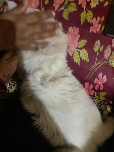 persian male cat
