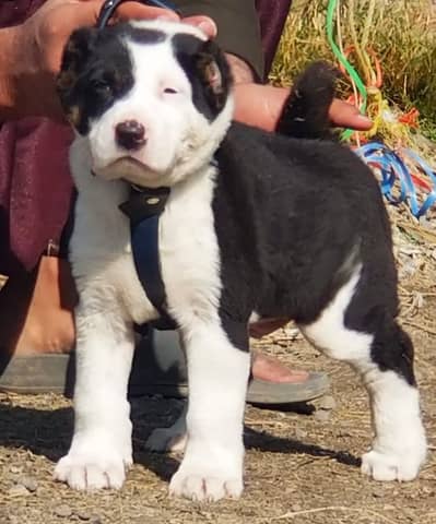 Afghan Kuchi - Dogs for sale  /  Afghan Kochi / Afghan Dogs