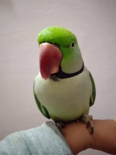 Talking Parrot