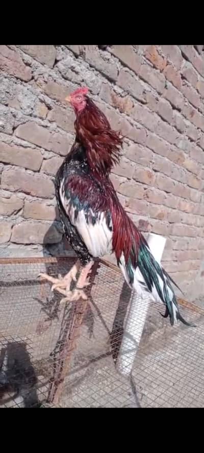 Quality wala nar hae