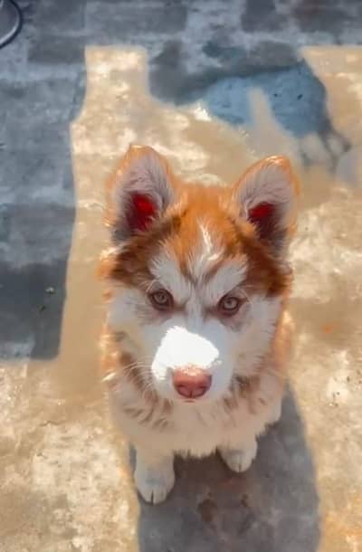 Woolly Coat Siberian Husky for sale