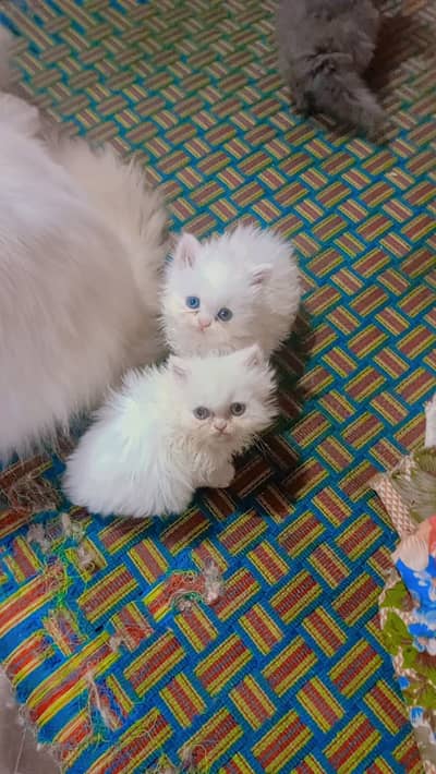 Pure persion kittens