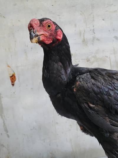 Indian Parrot Beak long taill