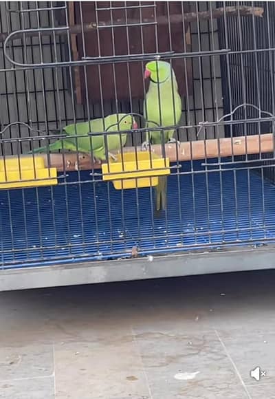 Ringneck Breeder Pair