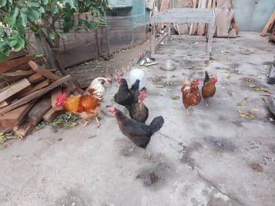 Desi golden misri hen murgian and murgy