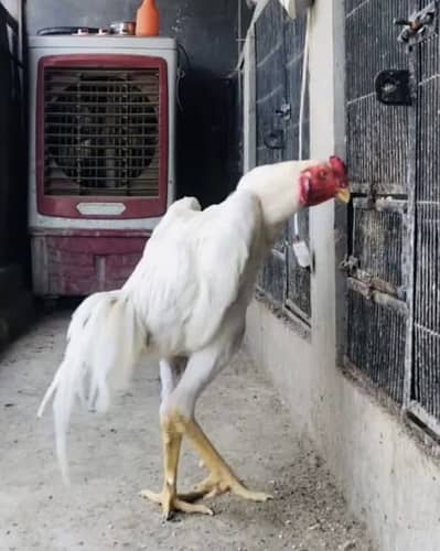 White Shamo Breader set | Black shamo Female | german shamo