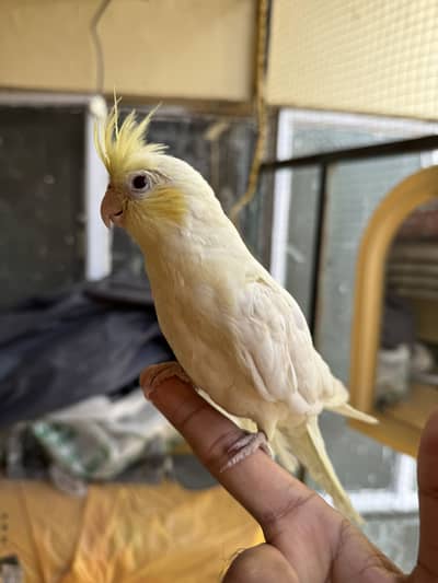 Handtamed cockatiel / cocktail common white handtame