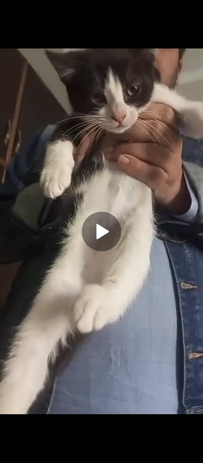 Persian Stray Kitten