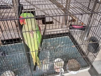 Female Raw parrot