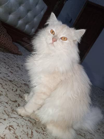 passion cat for sale