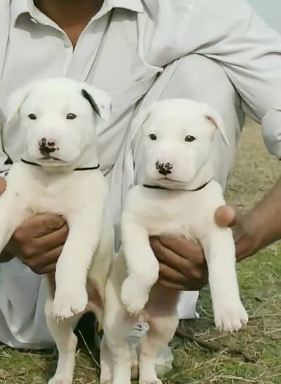 paver gultair male female for sale available