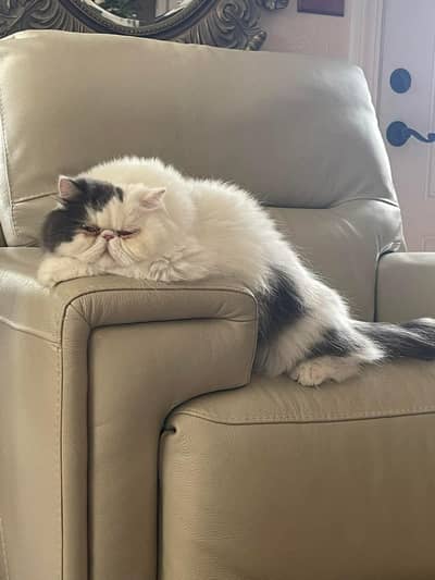 pure cfa register male