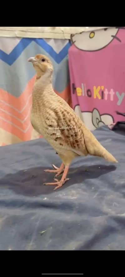 tetaar video mil jay gi