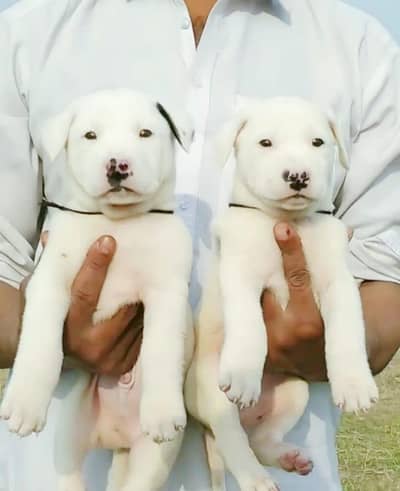 pawar gultair male female for sale available