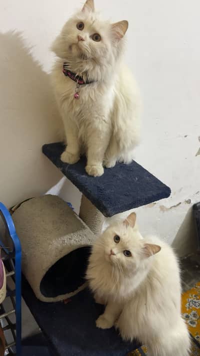 White Persian kittens | Pair | Tripple coated | Kittens For sale