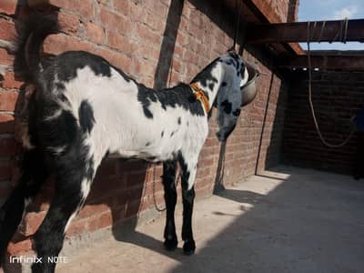 pure bital fresh 2 dant