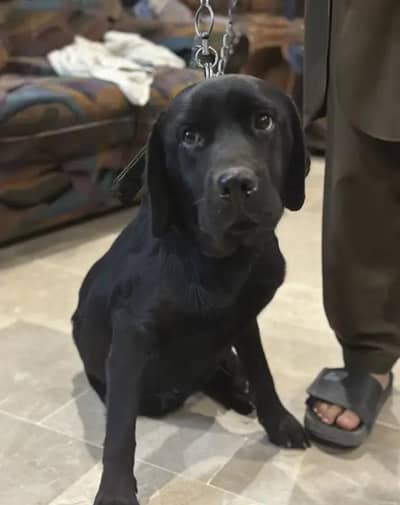 black labrador avalibe