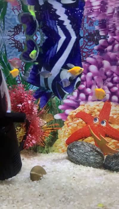 Dino Tetras in in beautiful colours