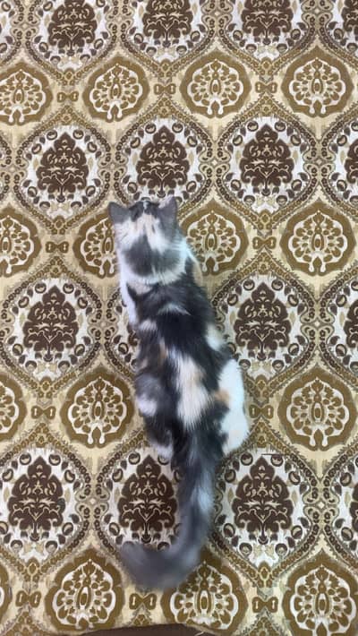 Persian female cat for adoption