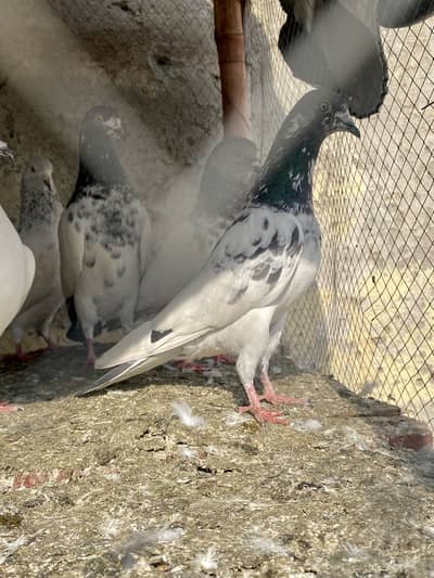 9 Parwazi Kabootar For Sale