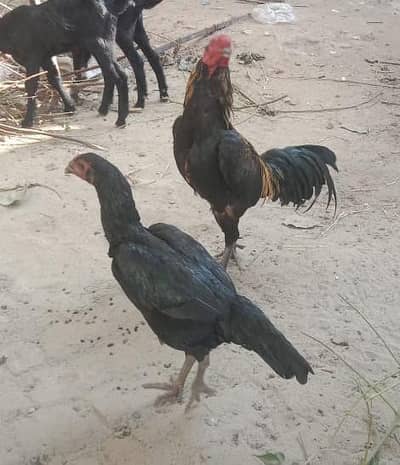 aseel murga Thai for sale joda  hai jis bhai ko chahie raabta Karen ka