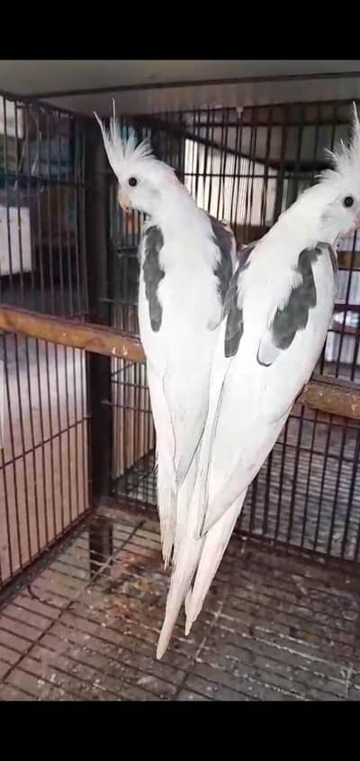 Cockatail  v paid or one spoted falow