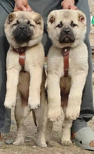 Bakarwal | bakharwal dog  Pair | bakharwal security dog | Dog