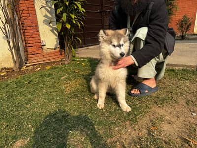 Siberian Husky/ Malamute Pups for Sale