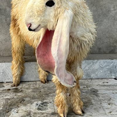 Pure kajla | Sheep | Goat | Bakra | Chatra | Kheera bacha