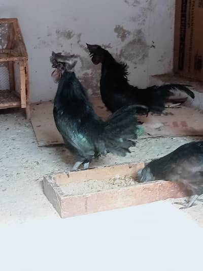 ayam cemani