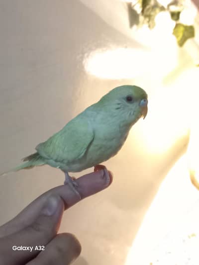 handtamed Female Budgie for sale