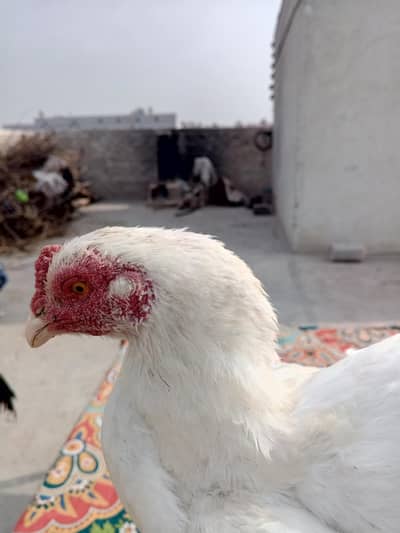 paper White aseel hen  what's up 03336608009