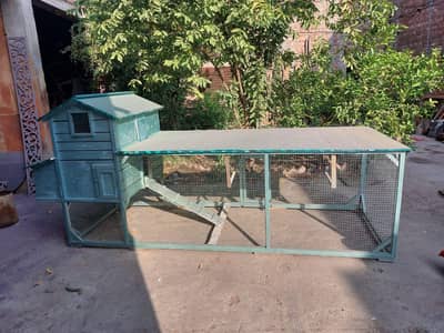 pure desi golden misri hens murgian with cage house