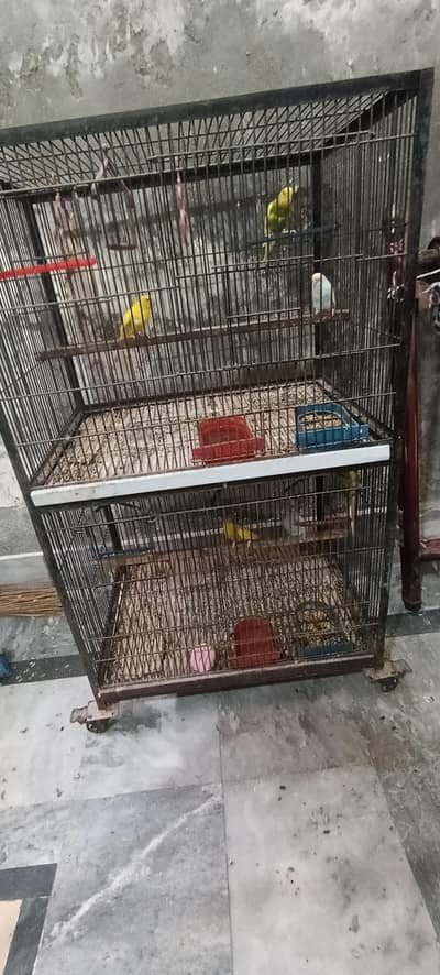 Australian birds for sale