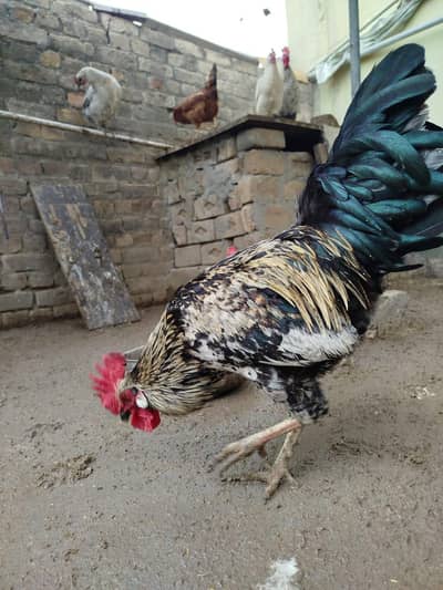 Desi Murgha for Sale. reasonable price