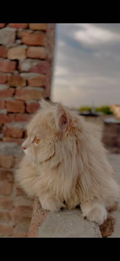 persian cat skin brown color