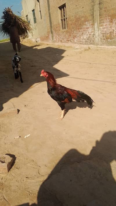 ASEEL MALE FOR SALE HA AMROHA MA SA BOHAT ACHA FITHER HA KANA HA