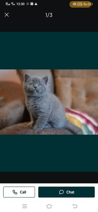 Parisian cat 03306254917 my WhatsApp